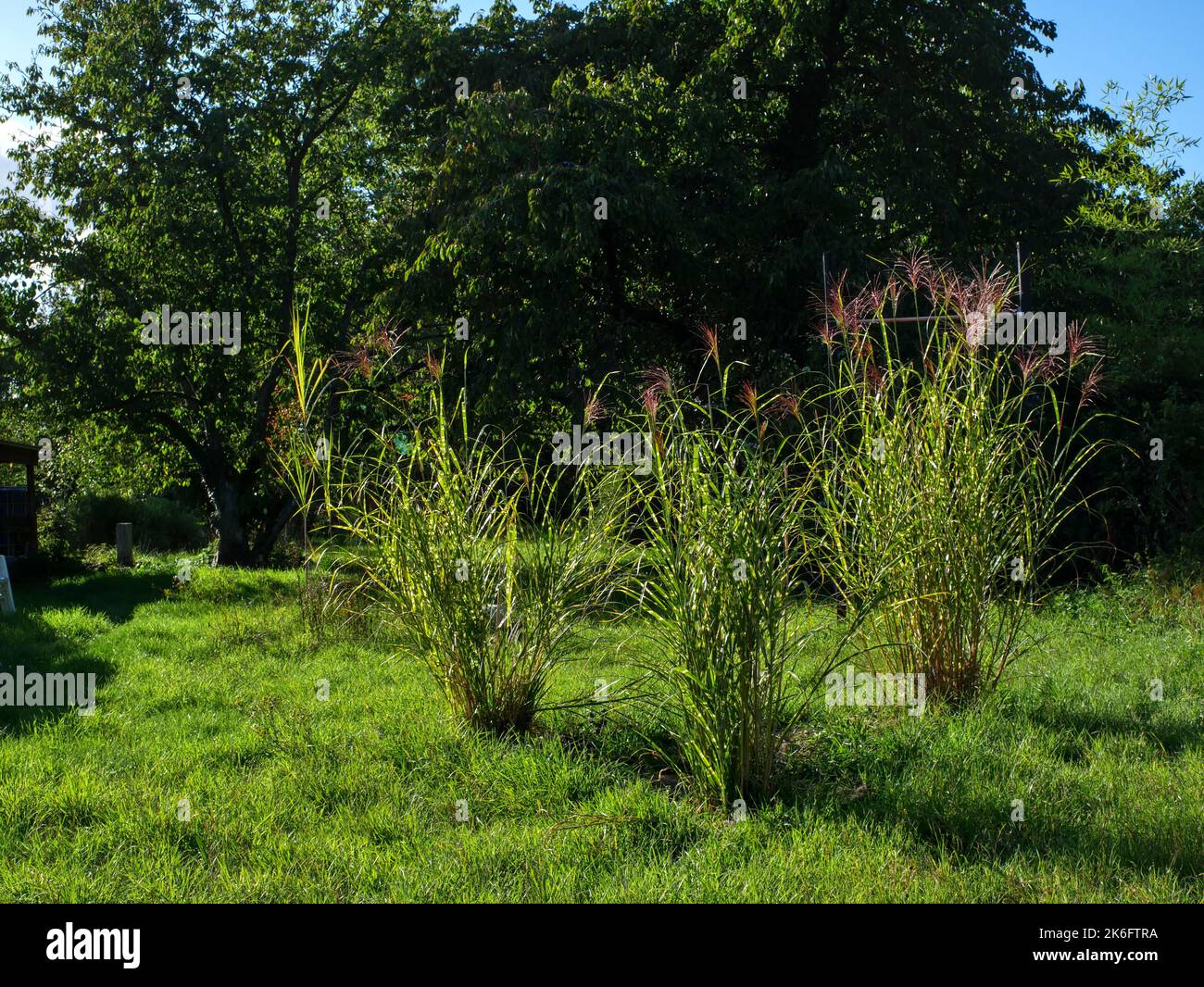 Paysage scène de campagne représentant un pré, cerisiers et miscanthus sinensis zebrinus Banque D'Images