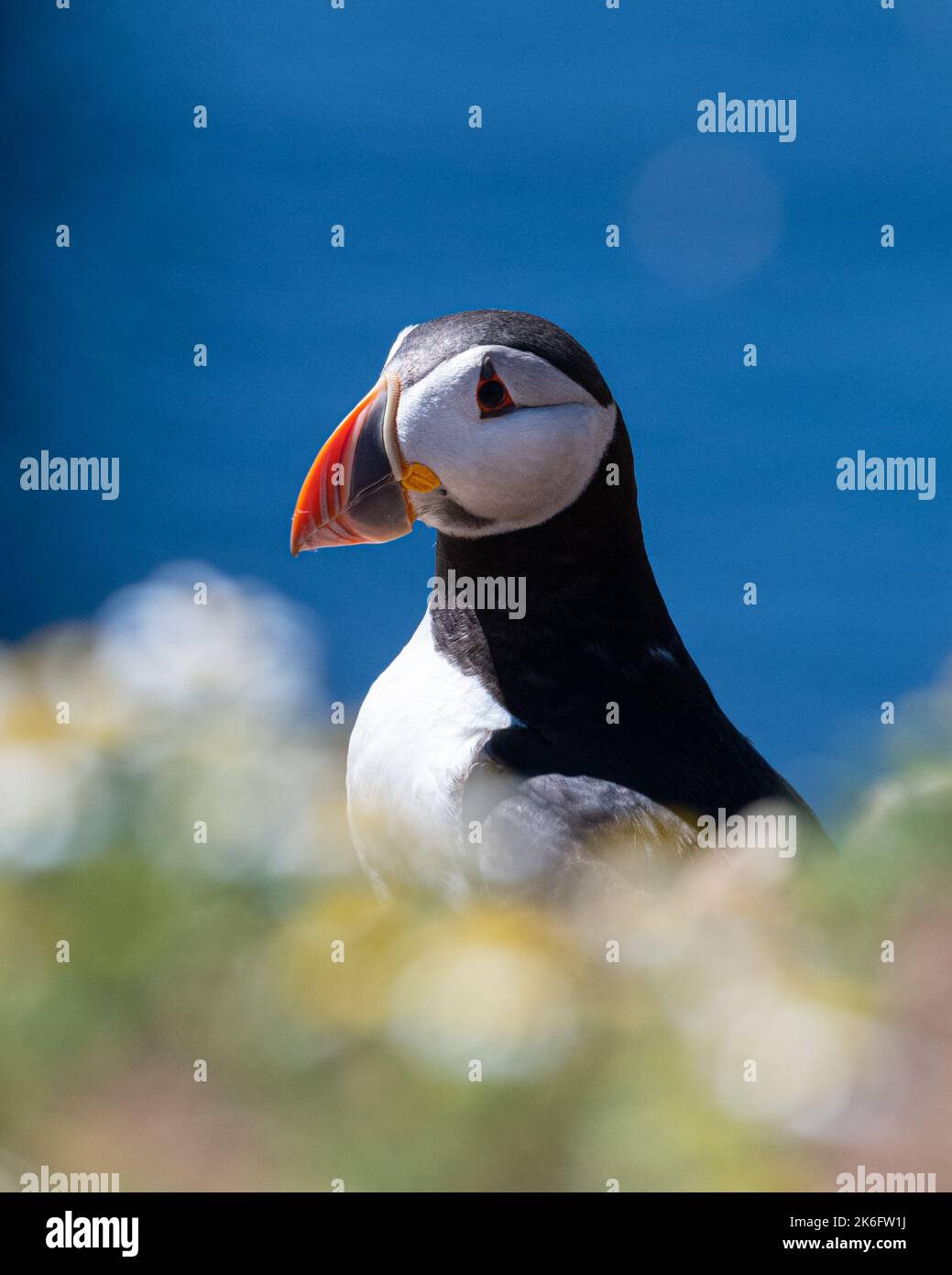 Profil de l'Atlantic Puffin sur fond bleu de mer Banque D'Images