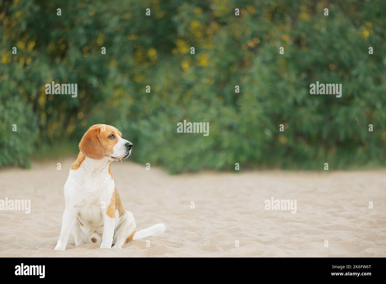 Beagle assis sur le sable et regardant loin Banque D'Images