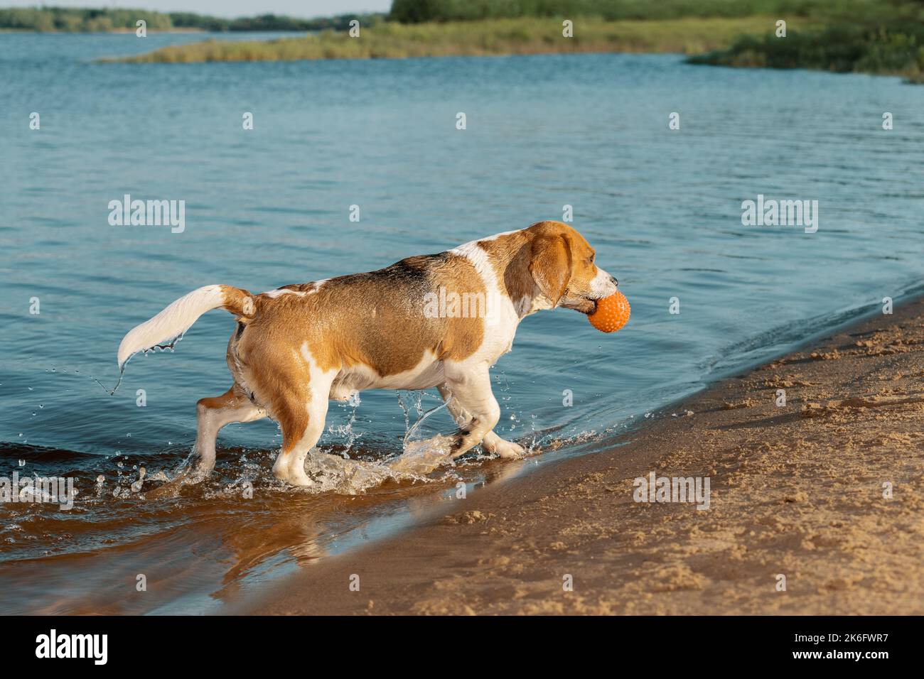 Chien avec boule d'orange dans la bouche sortir de l'eau en milieu rural Banque D'Images