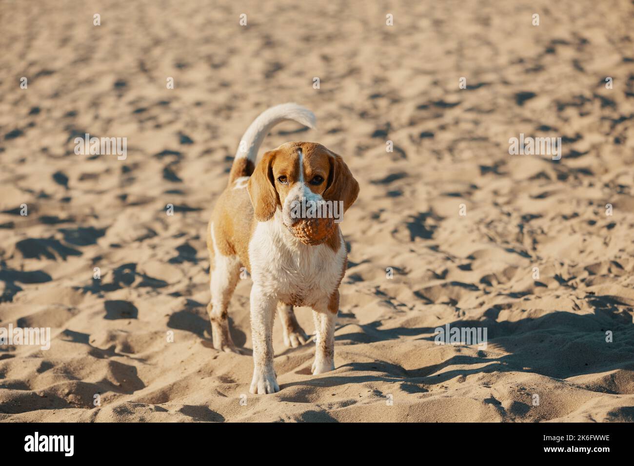 Chien sale avec une bille en caoutchouc dans la bouche sur le sable. Banque D'Images