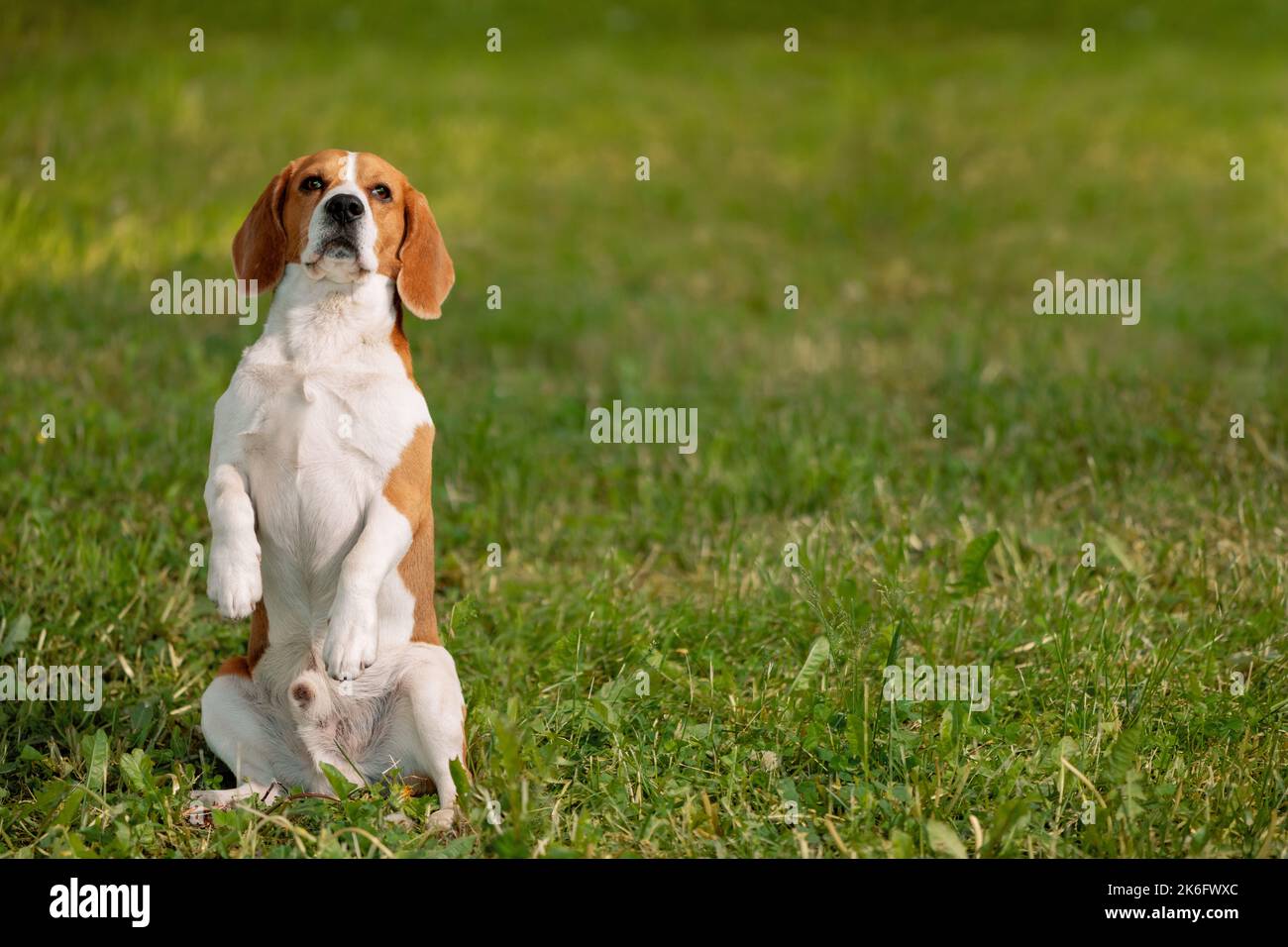 Beagle anglais assis sur la pelouse des pattes arrière et regardant la caméra Banque D'Images