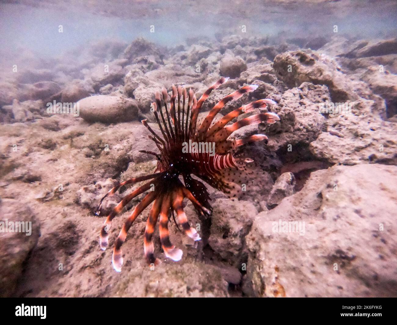Le diable tropical exotique ou lionfish commun connu sous le nom de Pterois Miles sous l'eau au récif de corail. Vie sous-marine de récif avec coraux et tropica Banque D'Images
