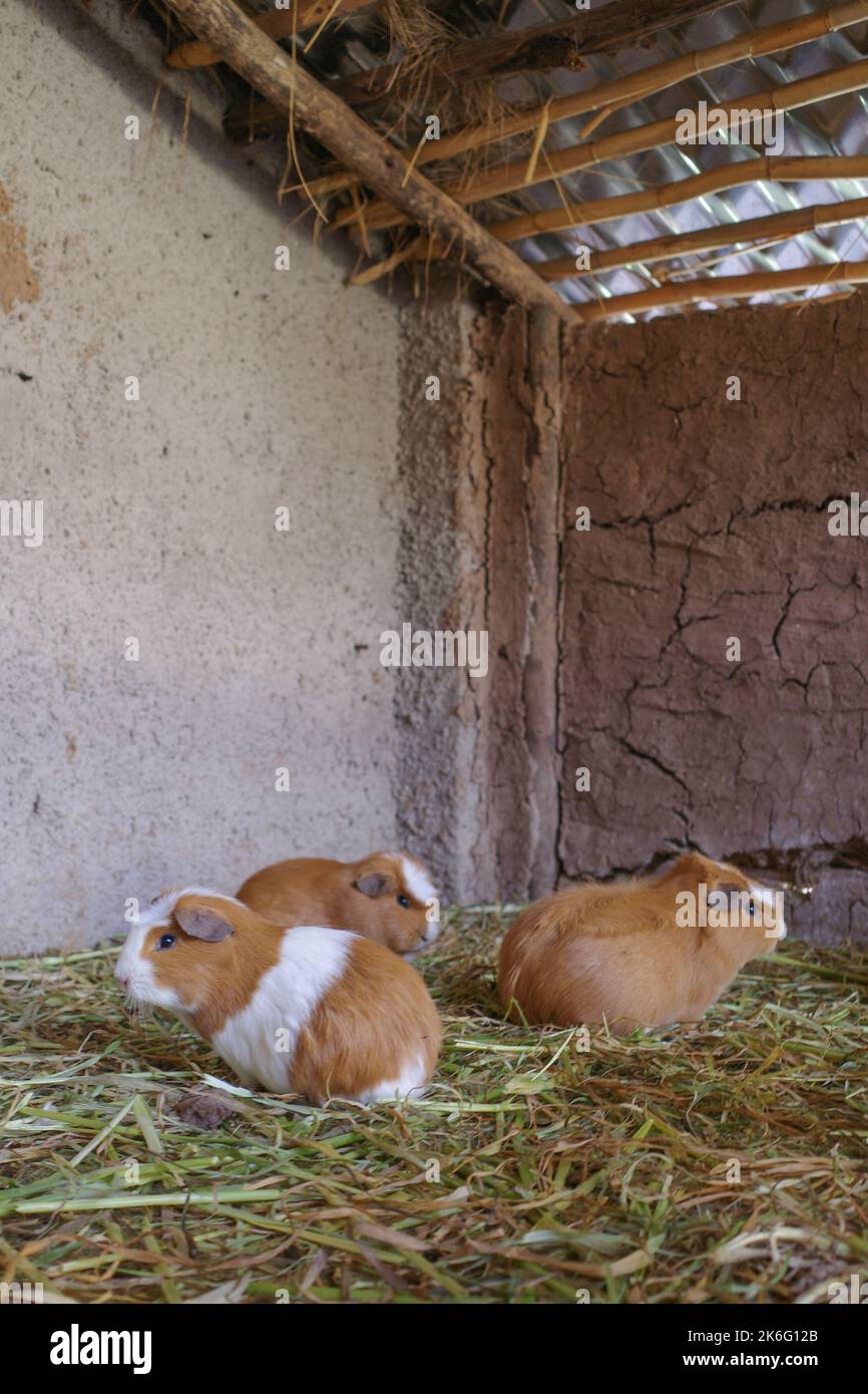 Les cobayes sont élevés pour la nourriture dans une ferme de la Vallée Sacrée, Cusco, Pérou Banque D'Images