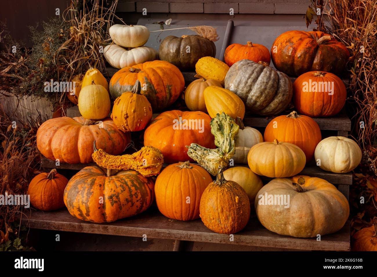 Citrouille hors de la foule. Automne. Citrouilles fraîches et colorées Banque D'Images