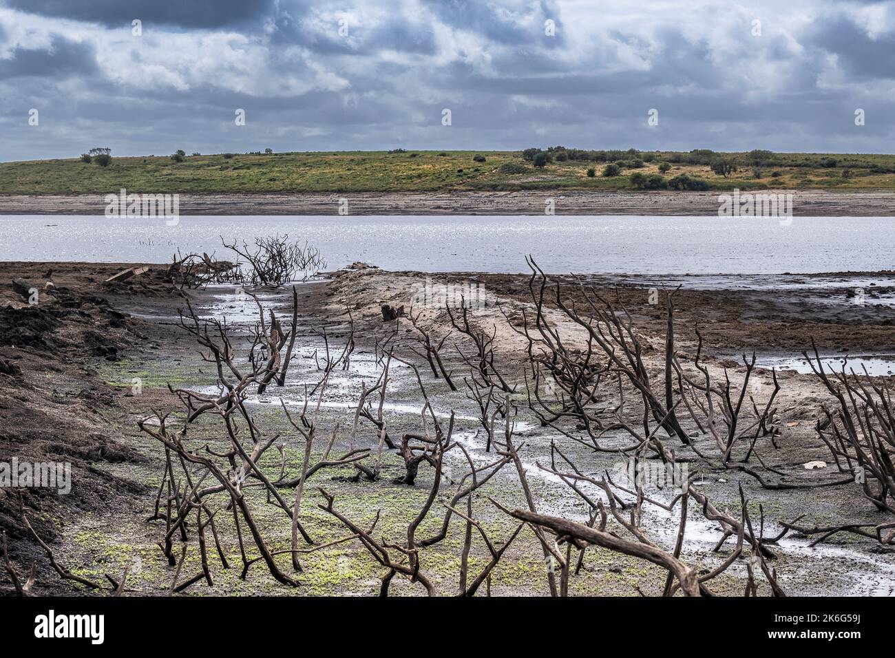 Les conditions de sécheresse et les niveaux d'eau en recul exposent les restes d'arbres morts dans le squelette du réservoir du lac Colliford, sur la Moor Bodmin, à Cornwall, dans le Banque D'Images