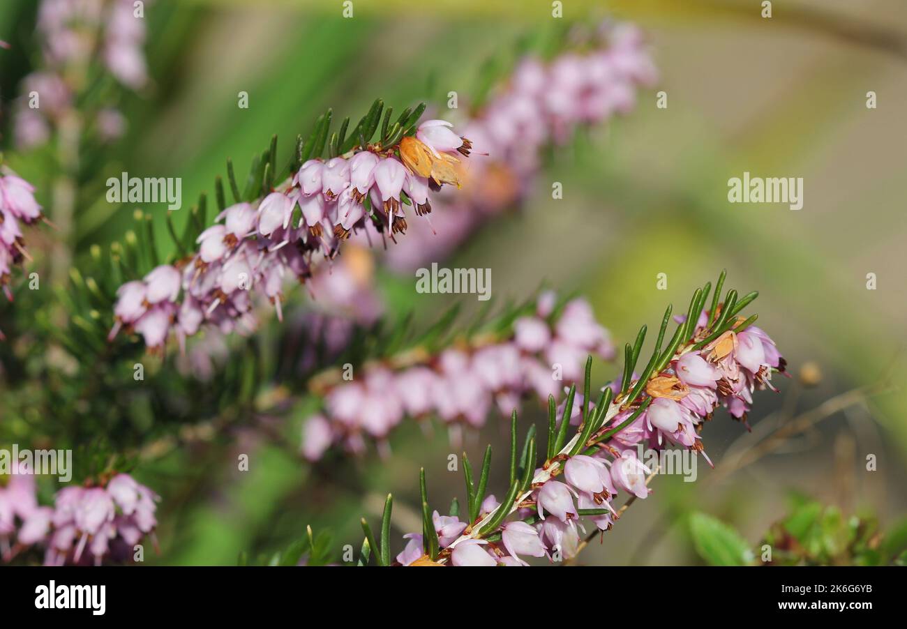 Heather ou Calluna vulgaris, en fleur Banque D'Images