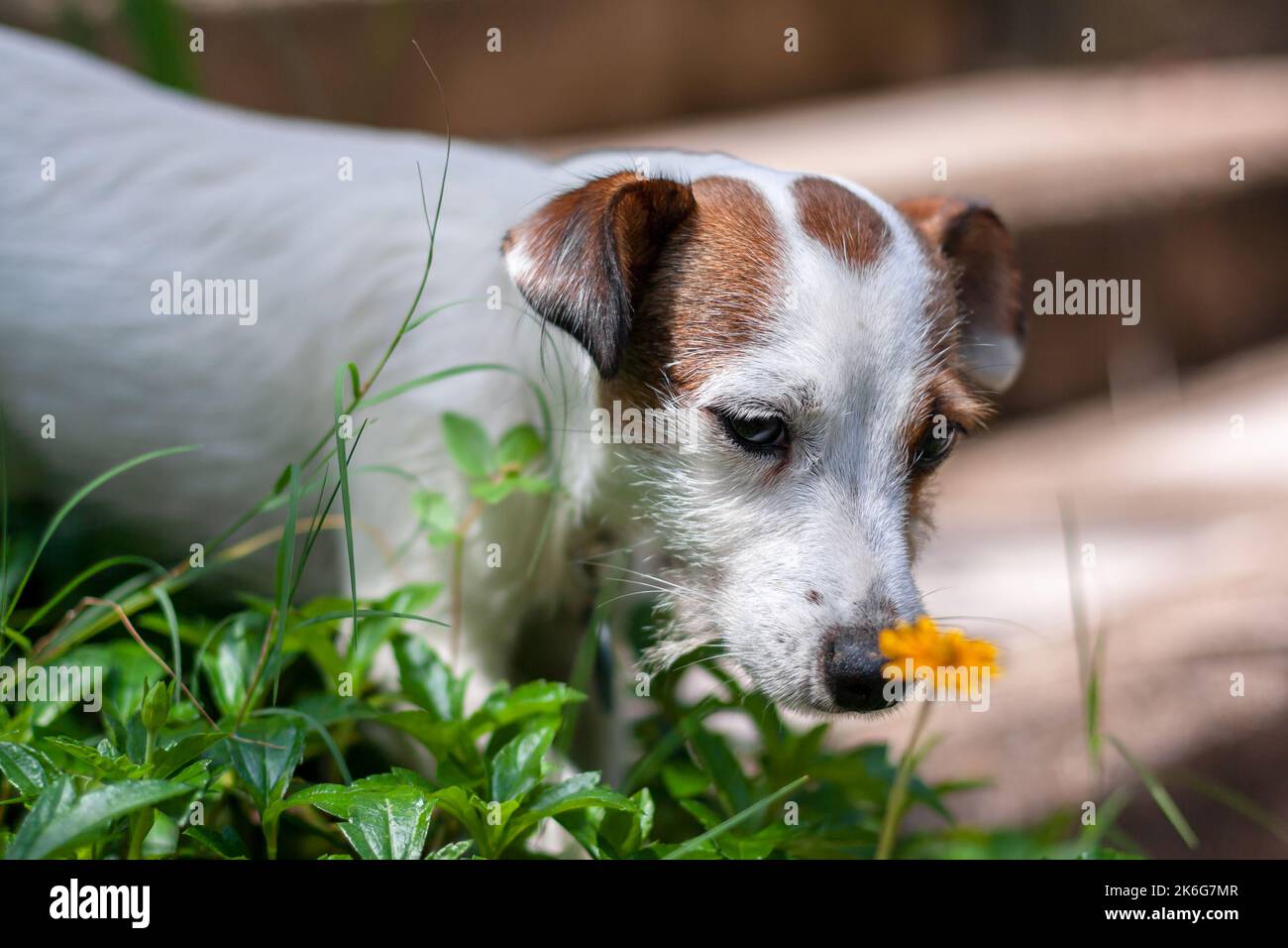Jack Russell de race de chien parmi l'herbe et la fleur floue. Faible profondeur de champ. Photo horizontale. Banque D'Images
