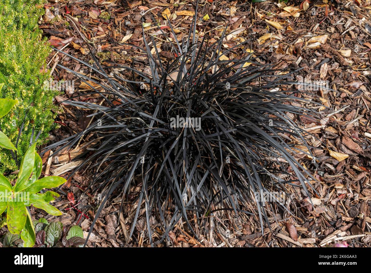 Ophiopogon planiscapus 'nigrescens' une herbe noire de printemps d'été, comme une plante à fleurs avec une fleur d'été pourpre communément connue sous le nom de Black Banque D'Images