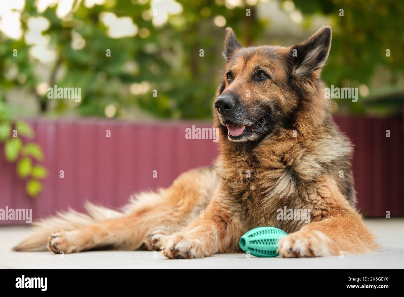 Portrait d'un chien de berger allemand couché, jouet vert de boule de caoutchouc sarcelle à côté d'elle. Chien qui regarde loin, souriant. Banque D'Images