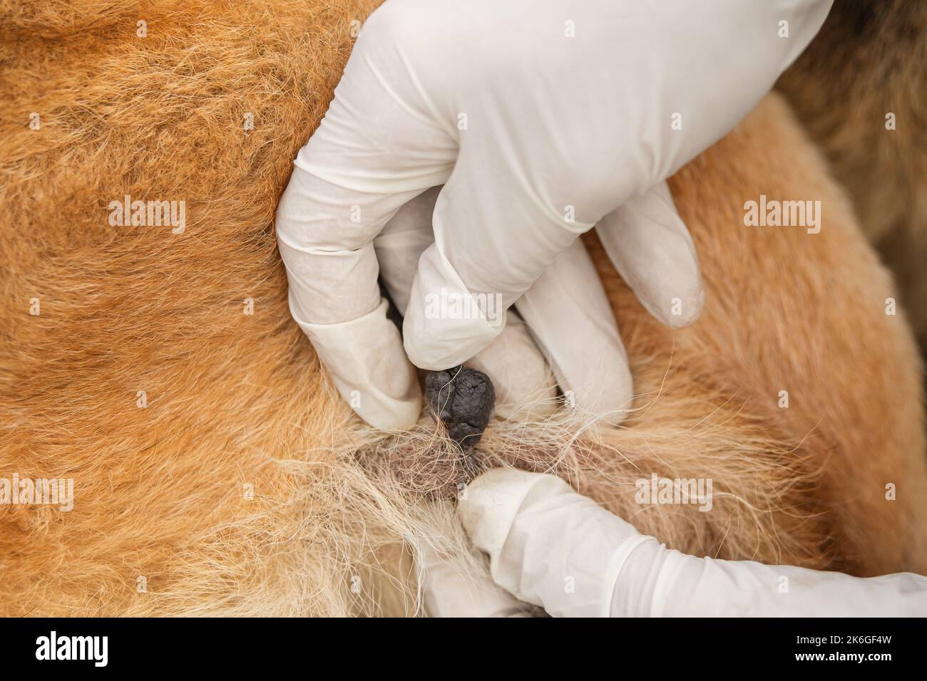 Gros plan d'un vétérinaire vérifiant une verrue de papillome sur le coude du chien. Banque D'Images