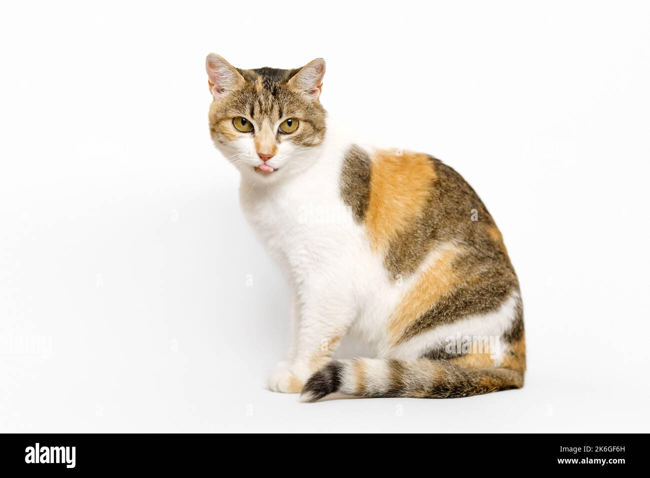Trois chats Calico de couleur est assis dans le profil, regardant la caméra, léchant ses lèvres sur fond gris clair. Banque D'Images