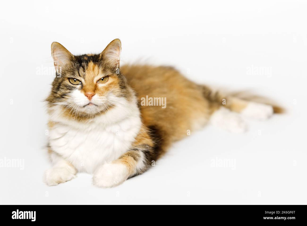 Le Calico Cat à trois longues fourrures colorées est couché, regardant l'appareil photo sur fond gris clair. Banque D'Images