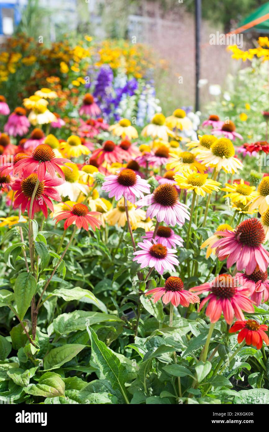 Coneflowers échinacea dans une variété de couleurs insectes amical longue floraison vivaces idéal pour les abeilles et alternative plante de médecine pour les naturalis Banque D'Images