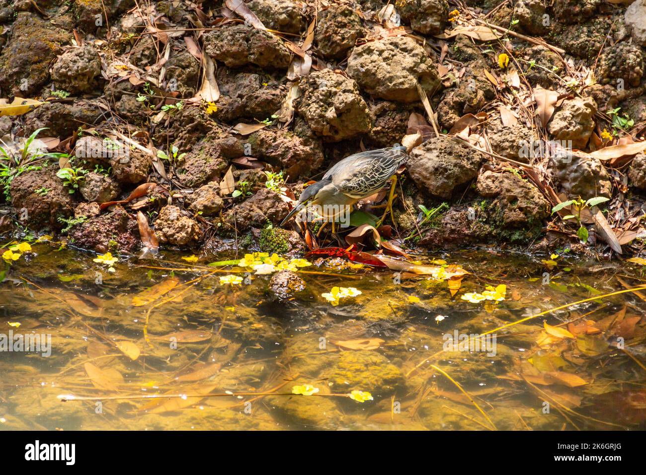 Goias, Brésil – 09 octobre 2022 : un héron strié sur des rochers au bord d'un lac afin de pêcher pour la nourriture. (Butorides striata) Banque D'Images