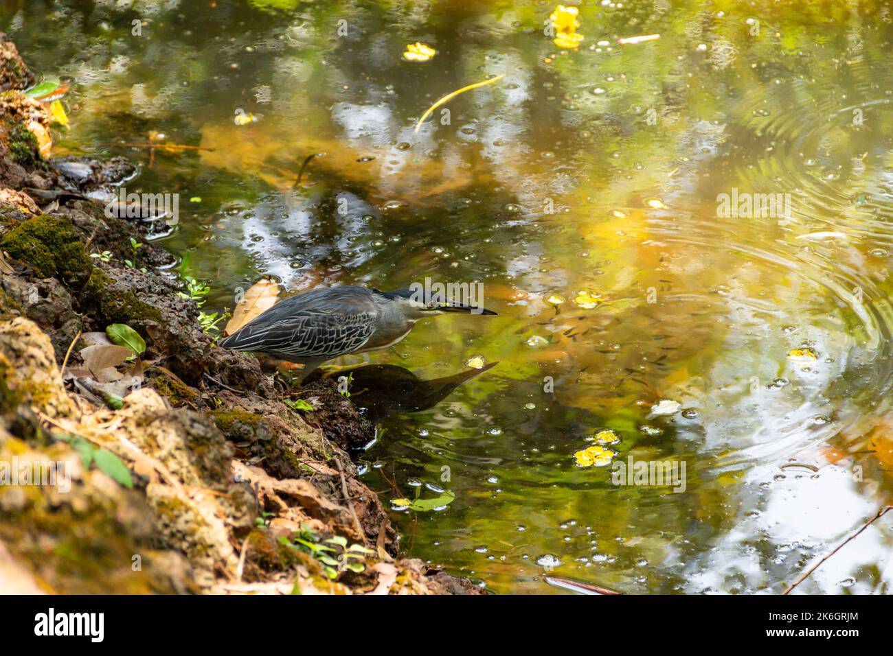 Goias, Brésil – 09 octobre 2022 : un héron strié sur des rochers au bord d'un lac afin de pêcher pour la nourriture. (Butorides striata) Banque D'Images