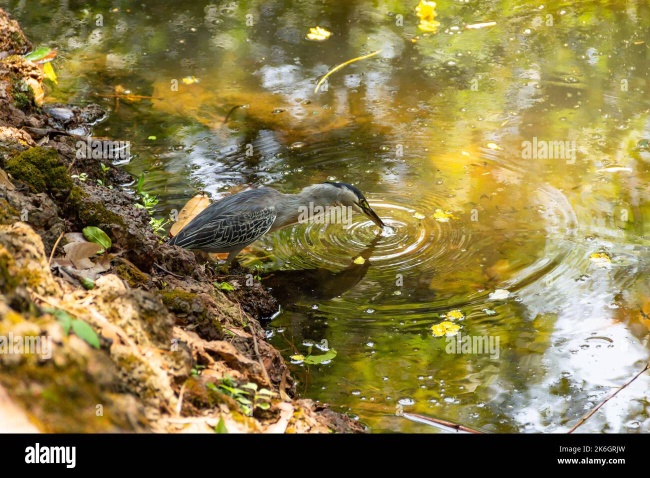 Goias, Brésil – 09 octobre 2022 : un héron strié sur des rochers au bord d'un lac afin de pêcher pour la nourriture. (Butorides striata) Banque D'Images