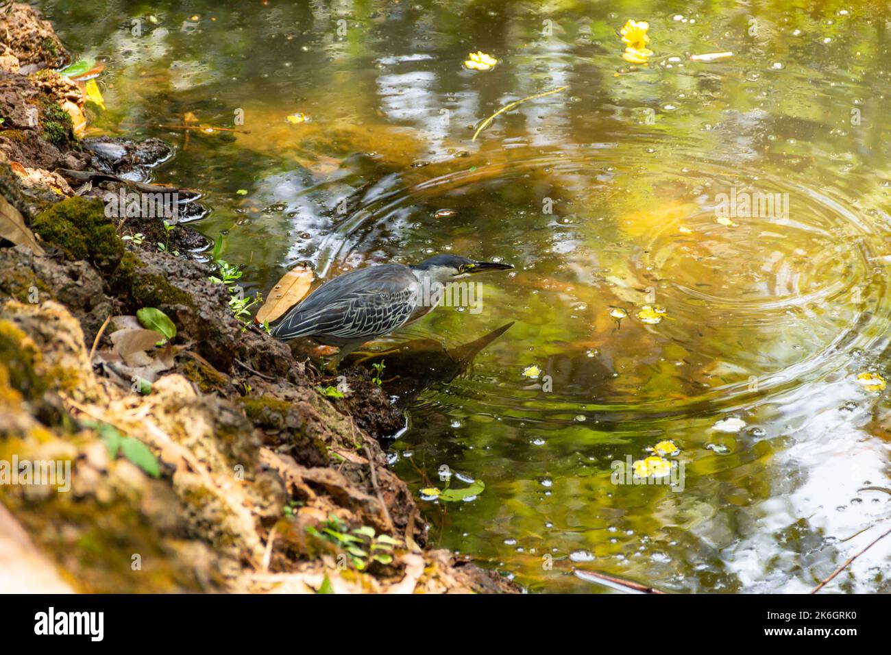 Goias, Brésil – 09 octobre 2022 : un héron strié sur des rochers au bord d'un lac afin de pêcher pour la nourriture. (Butorides striata) Banque D'Images