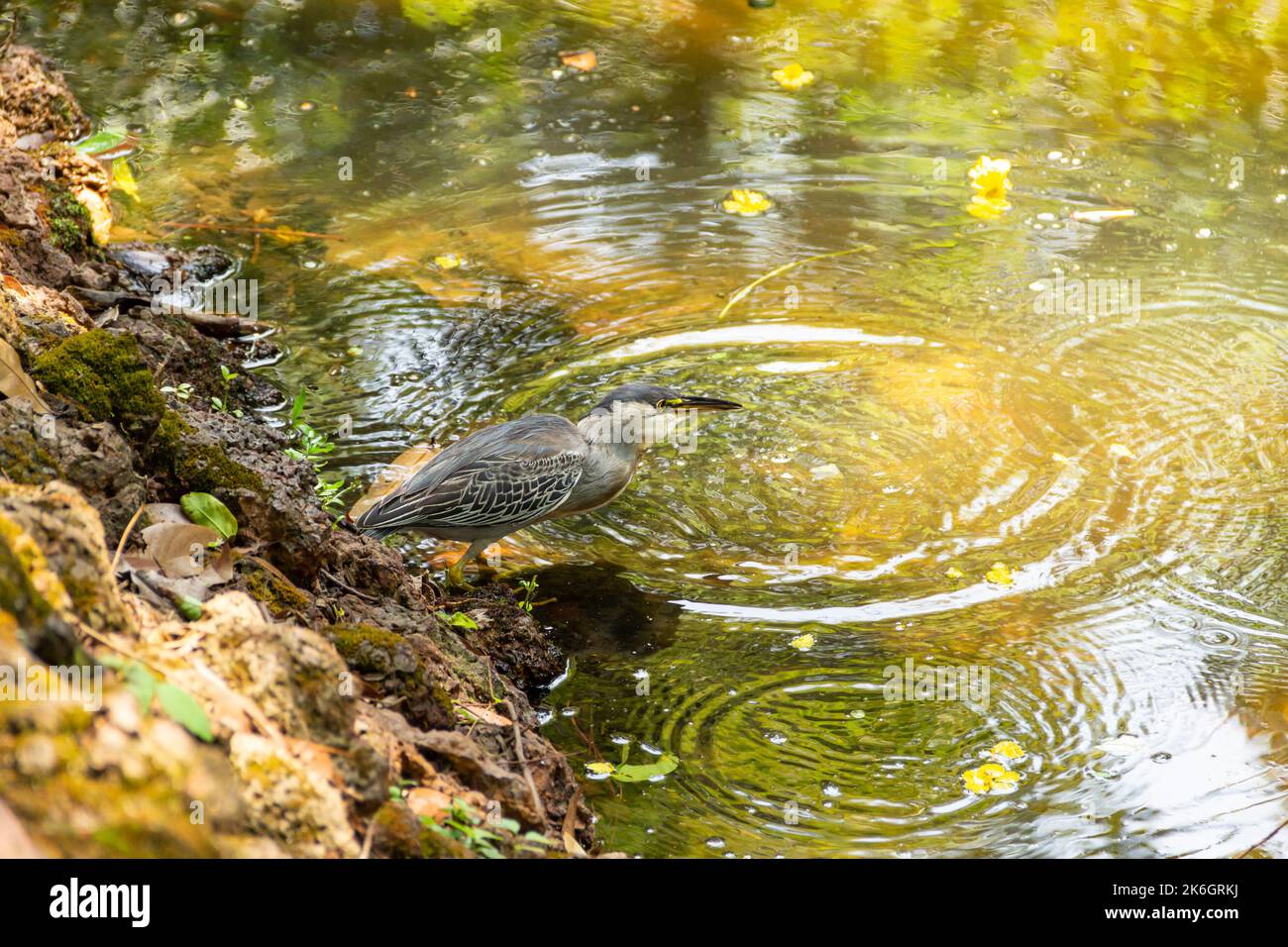 Goias, Brésil – 09 octobre 2022 : un héron strié sur des rochers au bord d'un lac afin de pêcher pour la nourriture. (Butorides striata) Banque D'Images