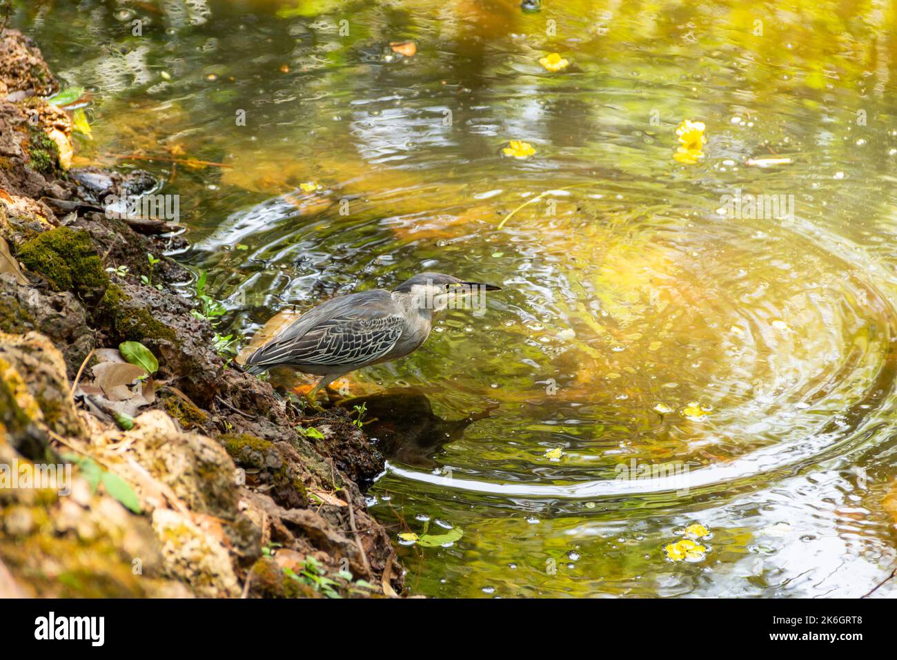 Goias, Brésil – 09 octobre 2022 : un héron strié sur des rochers au bord d'un lac afin de pêcher pour la nourriture. (Butorides striata) Banque D'Images