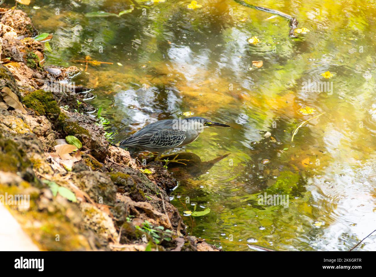 Goias, Brésil – 09 octobre 2022 : un héron strié sur des rochers au bord d'un lac afin de pêcher pour la nourriture. (Butorides striata) Banque D'Images