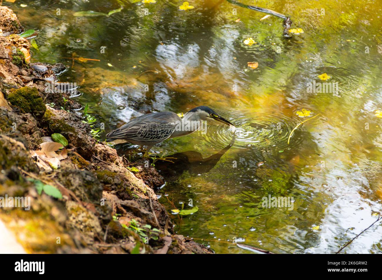 Goias, Brésil – 09 octobre 2022 : un héron strié sur des rochers au bord d'un lac afin de pêcher pour la nourriture. (Butorides striata) Banque D'Images