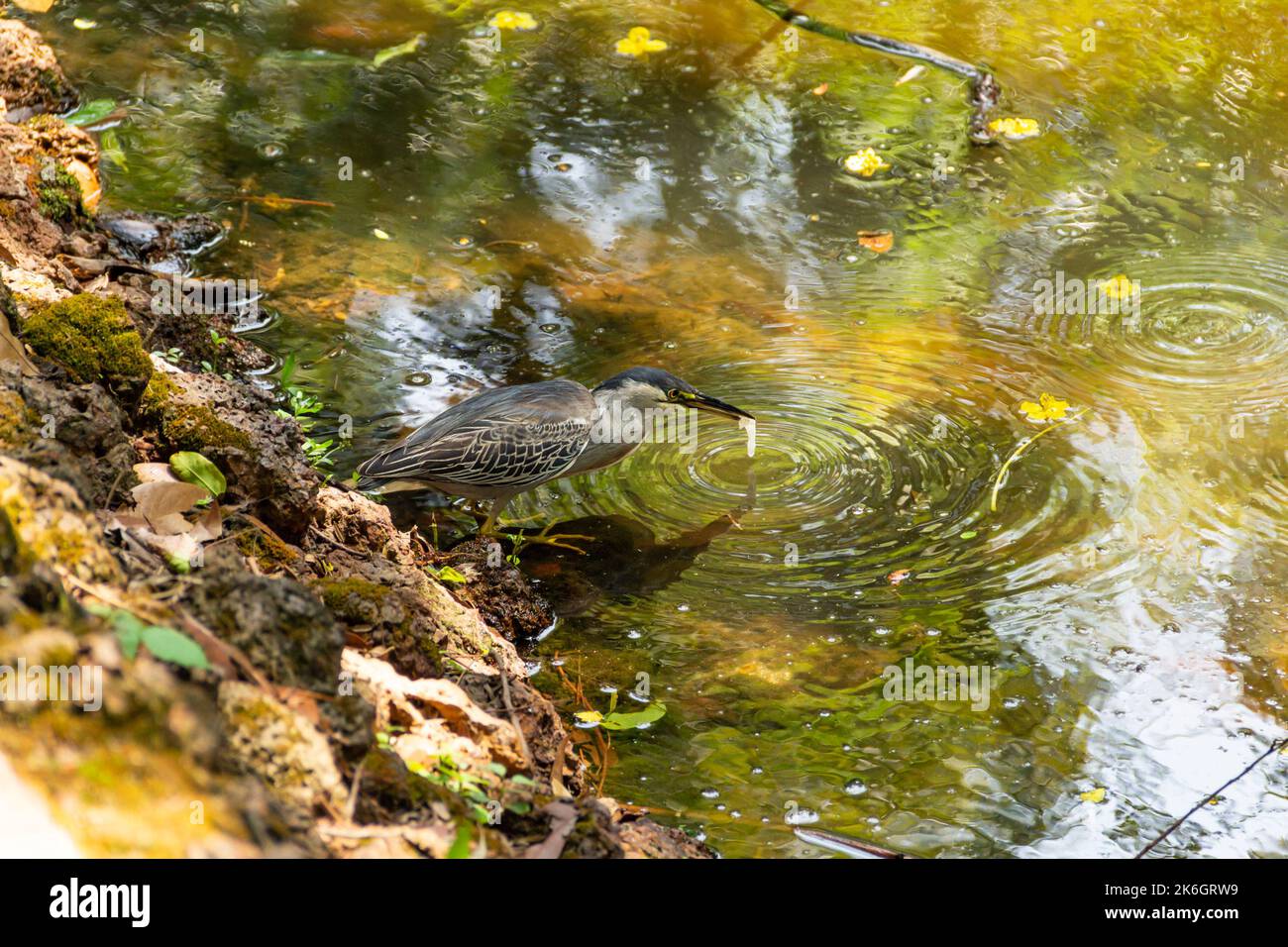 Goias, Brésil – 09 octobre 2022 : un héron strié sur des rochers au bord d'un lac afin de pêcher pour la nourriture. (Butorides striata) Banque D'Images
