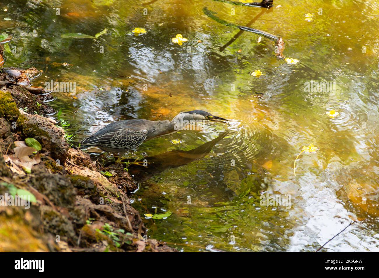 Goias, Brésil – 09 octobre 2022 : un héron strié sur des rochers au bord d'un lac afin de pêcher pour la nourriture. (Butorides striata) Banque D'Images