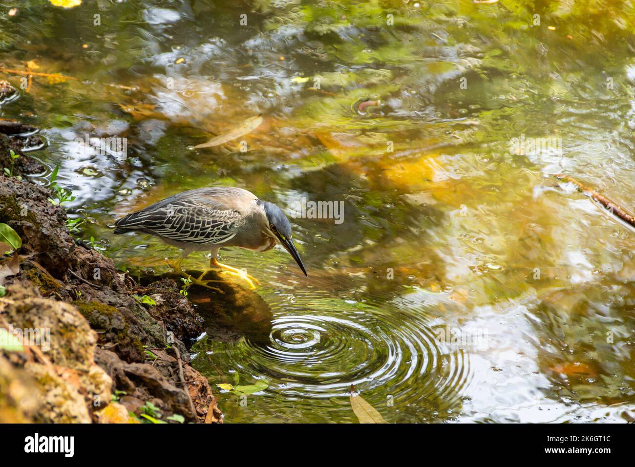 Goias, Brésil – 09 octobre 2022 : un héron strié sur des rochers au bord d'un lac afin de pêcher pour la nourriture. (Butorides striata) Banque D'Images
