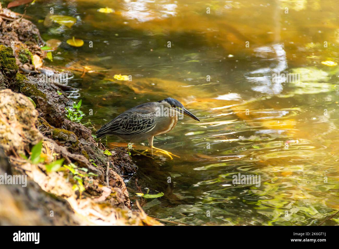 Goias, Brésil – 09 octobre 2022 : un héron strié sur des rochers au bord d'un lac afin de pêcher pour la nourriture. (Butorides striata) Banque D'Images