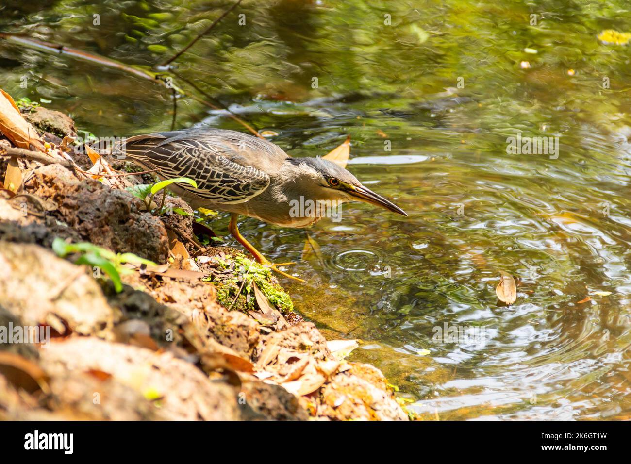Goias, Brésil – 09 octobre 2022 : un héron strié sur des rochers au bord d'un lac afin de pêcher pour la nourriture. (Butorides striata) Banque D'Images