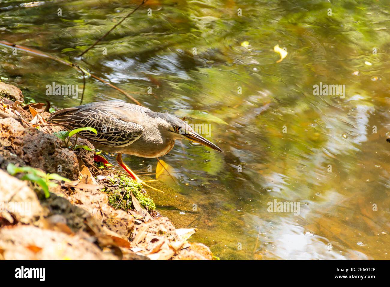 Goias, Brésil – 09 octobre 2022 : un héron strié sur des rochers au bord d'un lac afin de pêcher pour la nourriture. (Butorides striata) Banque D'Images