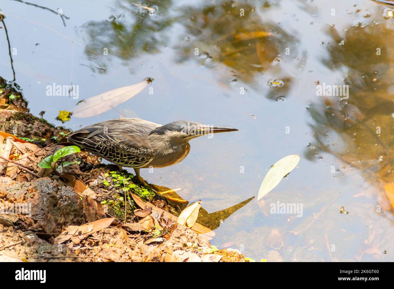 Goias, Brésil – 09 octobre 2022 : un héron strié sur des rochers au bord d'un lac afin de pêcher pour la nourriture. (Butorides striata) Banque D'Images