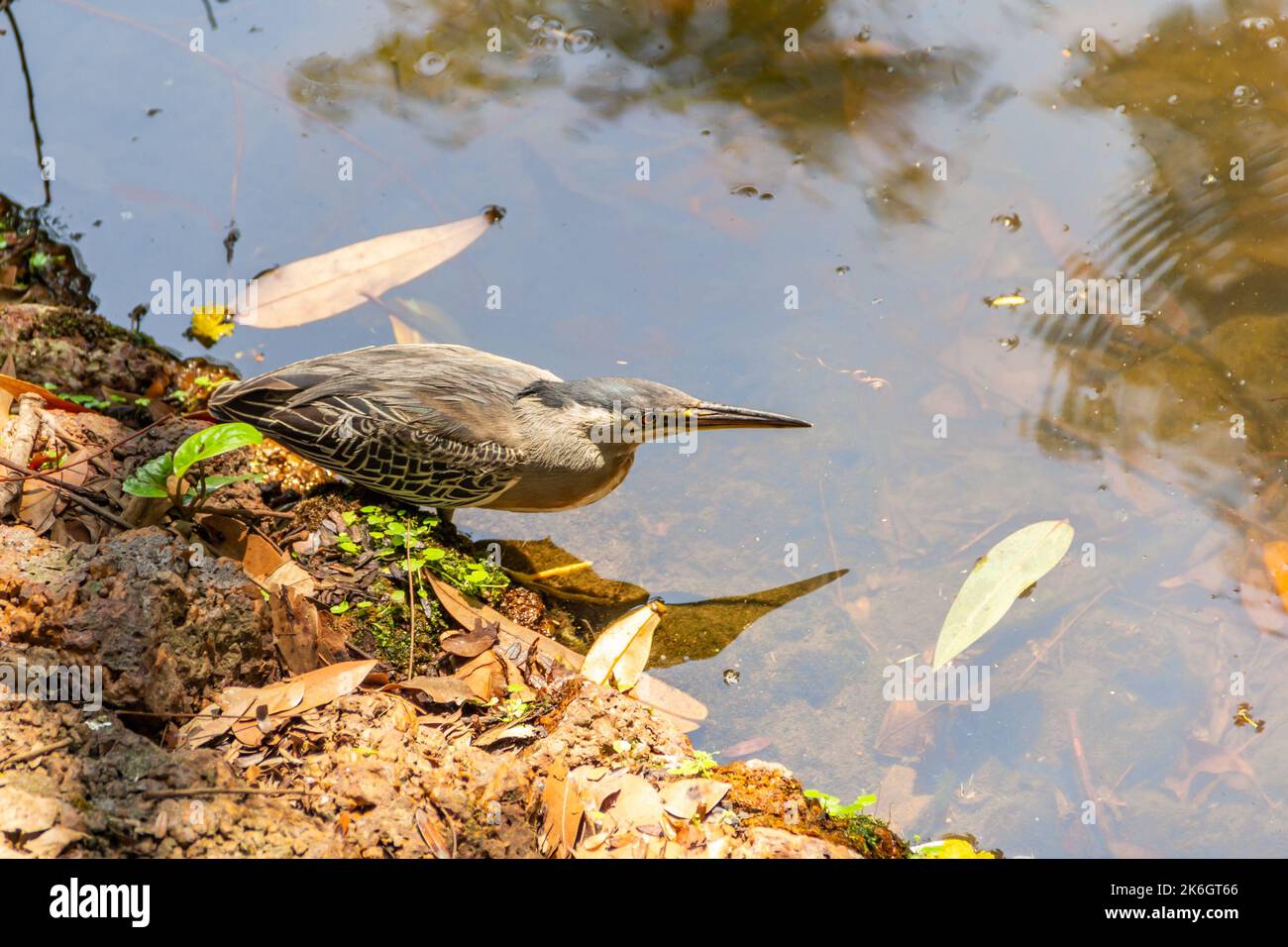 Goias, Brésil – 09 octobre 2022 : un héron strié sur des rochers au bord d'un lac afin de pêcher pour la nourriture. (Butorides striata) Banque D'Images
