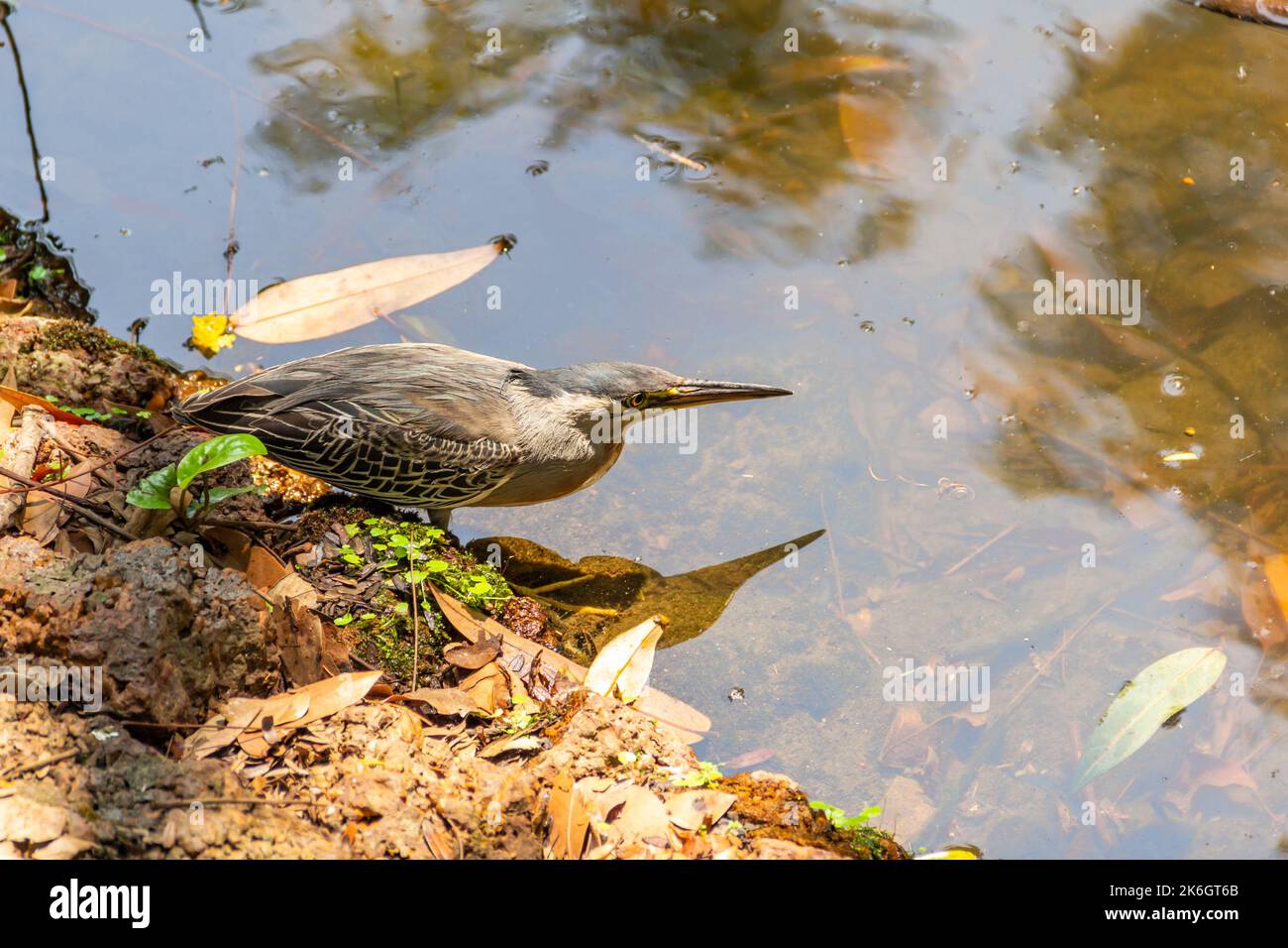 Goias, Brésil – 09 octobre 2022 : un héron strié sur des rochers au bord d'un lac afin de pêcher pour la nourriture. (Butorides striata) Banque D'Images