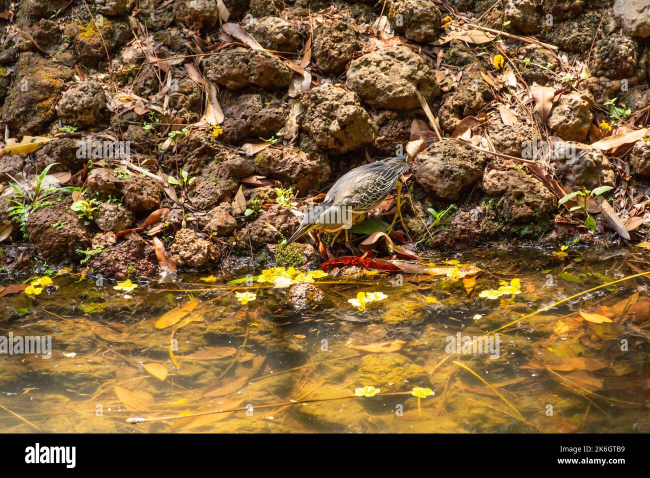 Goias, Brésil – 09 octobre 2022 : un héron strié sur des rochers au bord d'un lac afin de pêcher pour la nourriture. (Butorides striata) Banque D'Images