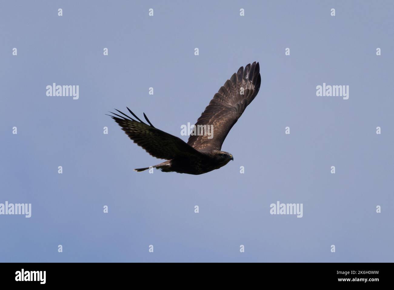 Un bourdonnement commun, Buteo buteo volant dans le ciel bleu. Banque D'Images