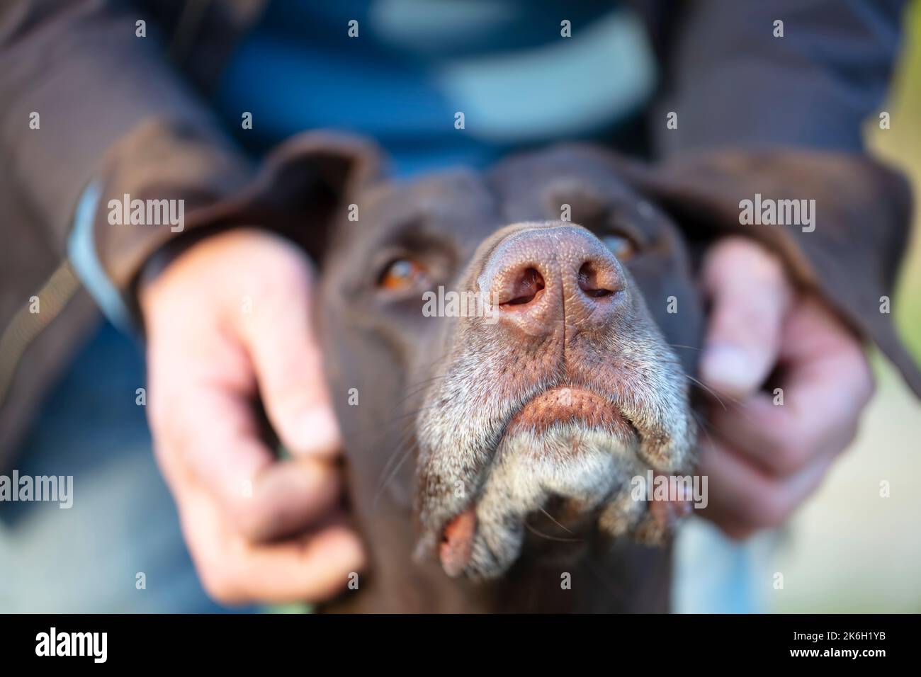 Les mains du propriétaire sont en train de traquer un chien de kurtshaar. Banque D'Images