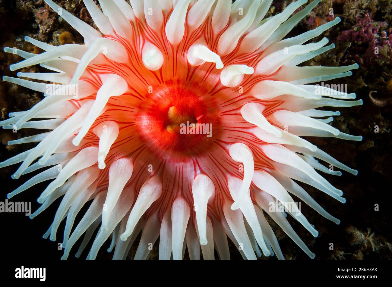 Anemone rouge du Nord sous l'eau dans le fleuve Saint-Laurent Banque D'Images