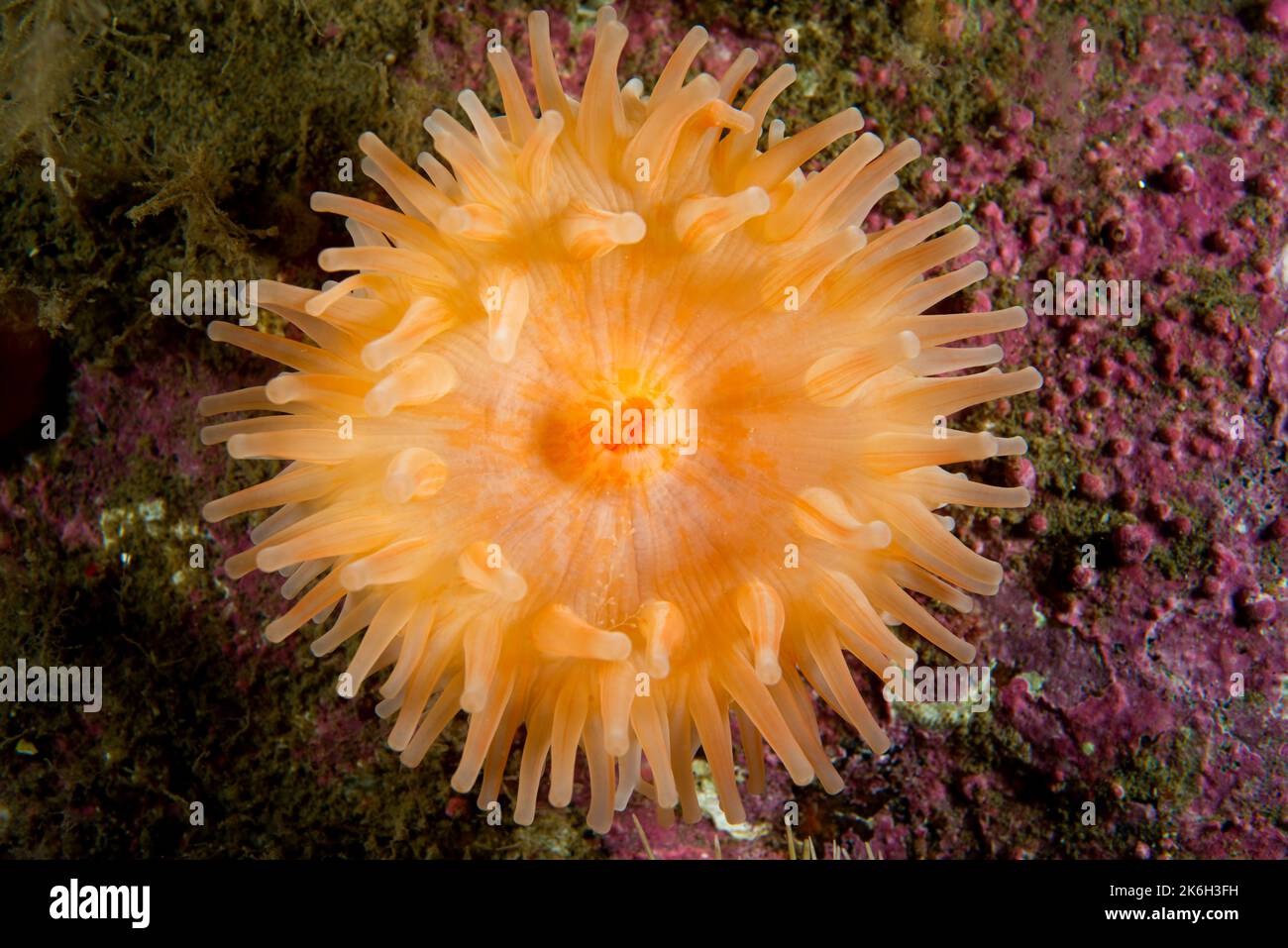 Red Stomphia Anemone sous l'eau du fleuve Saint-Laurent au Canada Banque D'Images