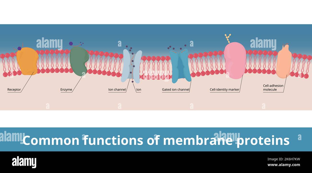 Fonctions communes des protéines membranaires. Récepteur, enzyme, canal ionique synchronisé, marqueur d'identité cellulaire et molécule d'adhésion cellulaire. Messager chimique Illustration de Vecteur