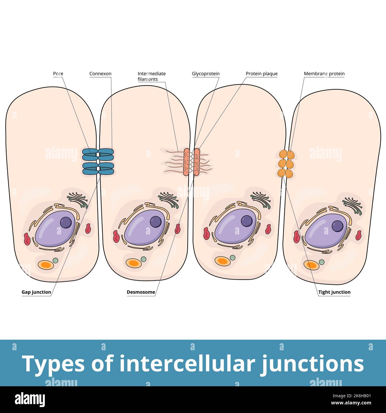 Types de jonctions intercellulaires. Jonction à interstices (pore et