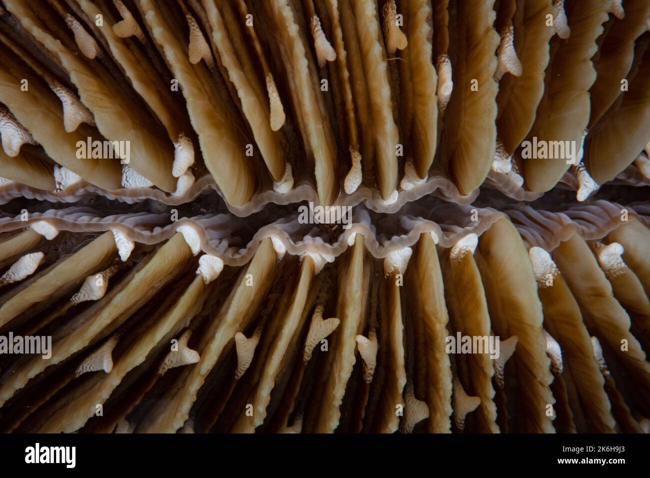 Détail d'un corail aux champignons complexe sur un récif en Indonésie. Cette région a plus d'espèces de corail que n'importe où ailleurs sur Terre. Banque D'Images