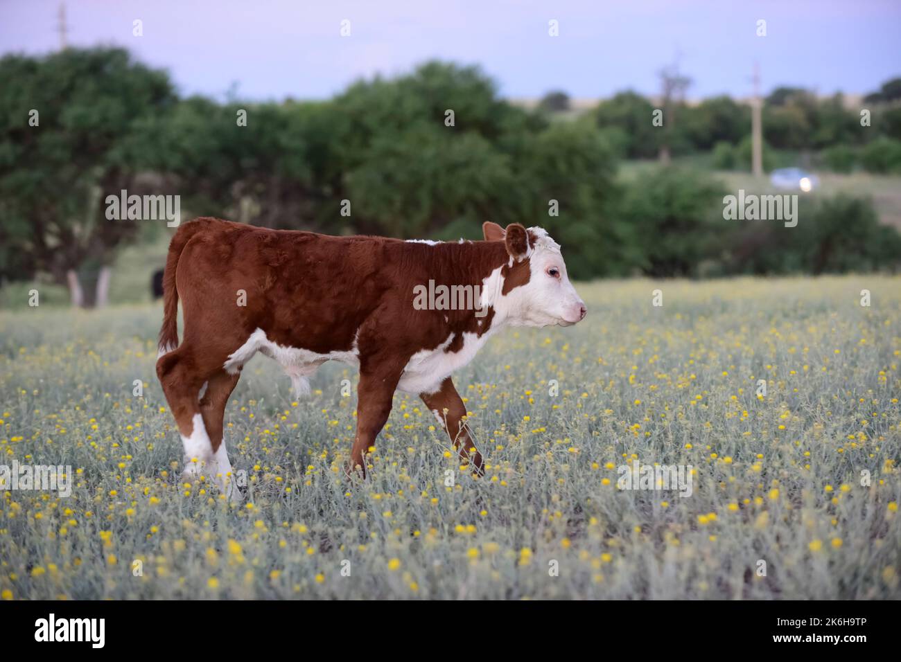 Vaches élevées avec des pâturages naturels, production de viande dans la campagne Argentine, province de la Pampa, Argentine. Banque D'Images