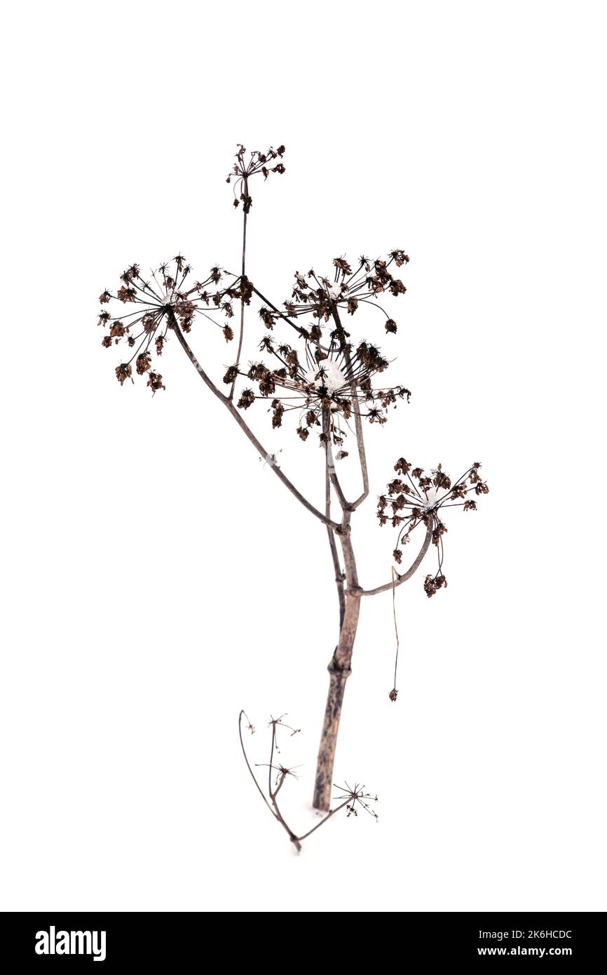 Fleurs de parapluie surgelées recouvertes de neige isolées sur fond blanc, gros plan Banque D'Images