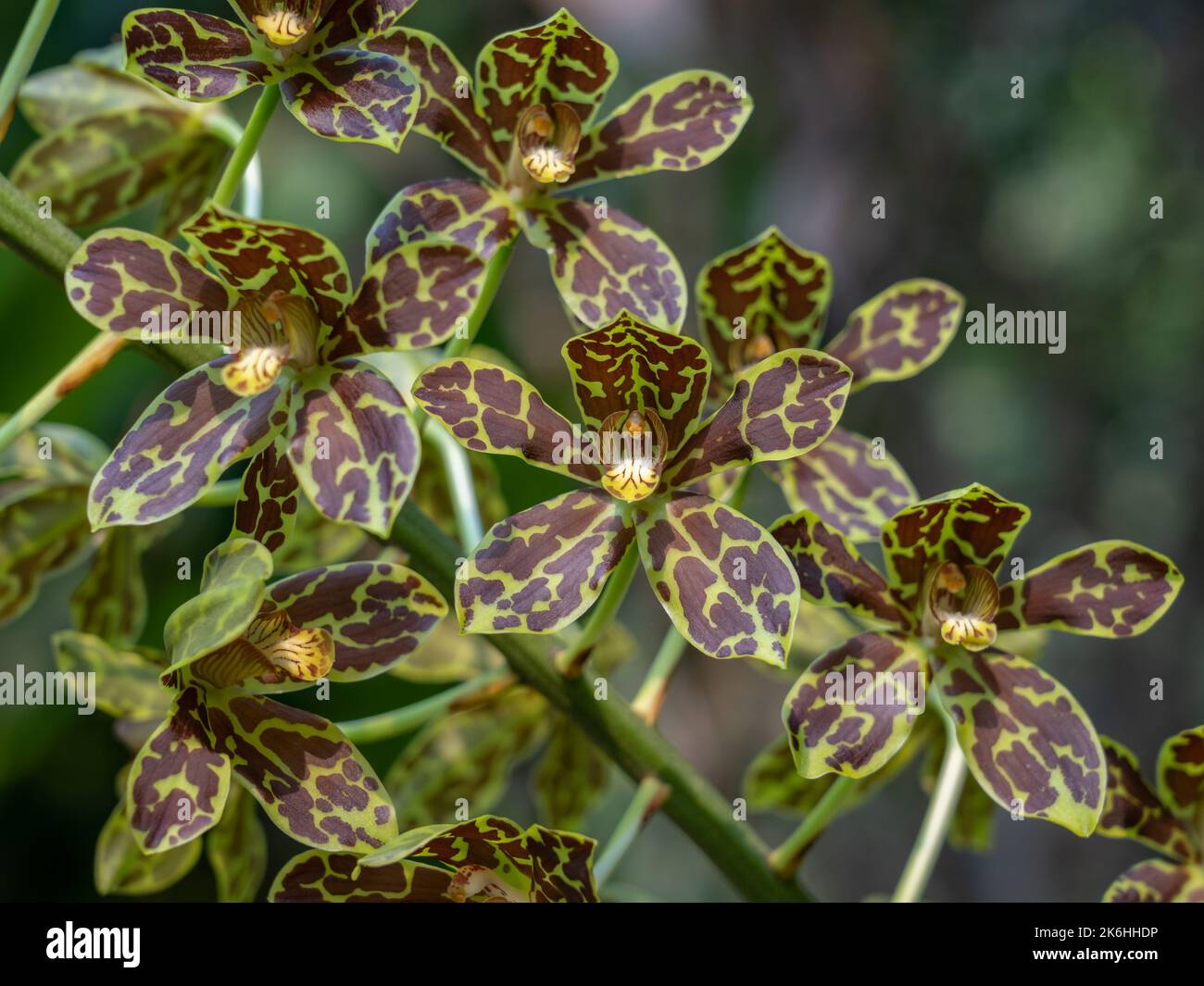 Gros plan de l'acajou brun et jaune vert fleurs de l'espèce épiphytique d'orchidées grammatophyllum scriptum fleurir à l'extérieur sur fond naturel Banque D'Images
