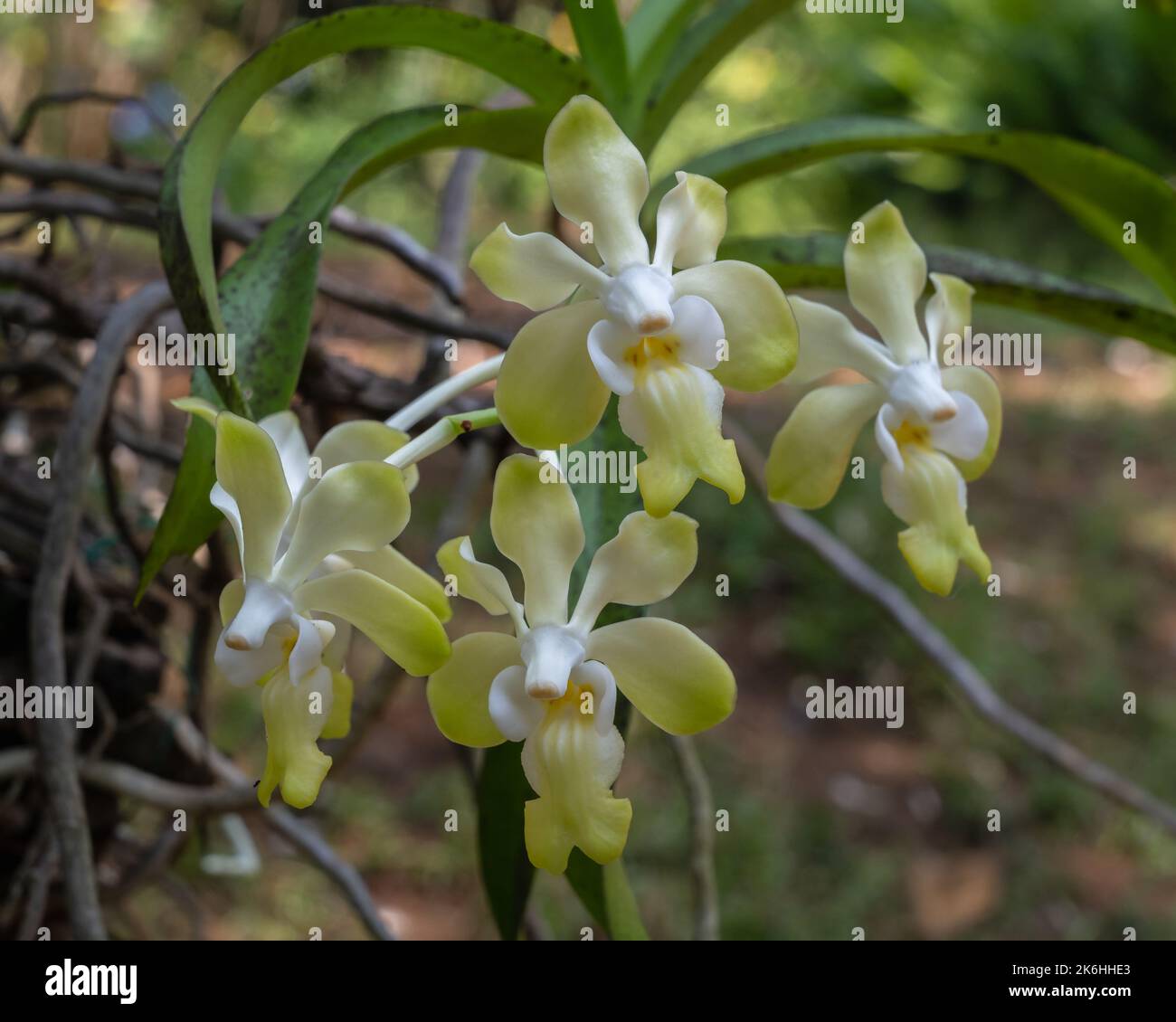 Vue rapprochée de l'espèce d'orchidée épiphytique vanda denisoniana jaune et blanc fleurs fleurir en plein air jardin tropical sur fond naturel Banque D'Images