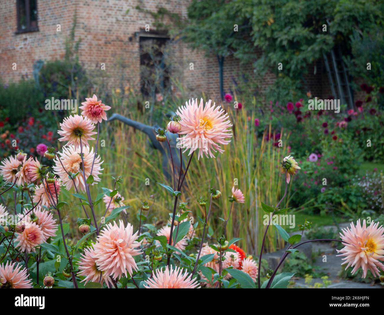 Dahlia 'préférence' dans le jardin en contrebas de Chenies Manor en octobre. Variété semi-cactus dahlia rose pâle, étang ornemental et sculpture de plongeur. Banque D'Images