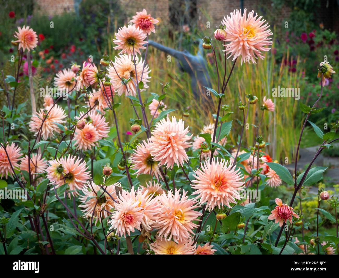 Dahlia 'préférence' dans le jardin en contrebas de Chenies Manor en octobre. Variété semi-cactus dahlia rose pâle, étang ornemental et sculpture de plongeur. Banque D'Images