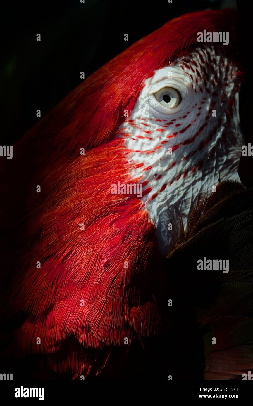 L'œil et la tête d'Une Macaw rouge et verte, Ara chloropterus. Banque D'Images
